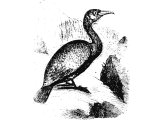 Greater Cormorant (Phalacrocorax carbo), Heb.ShaLaK (Lev.11:17,  Deut:14.17, Is:34.11, Zeph.2:14)